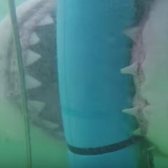 Un tiburón gigante ataca la jaula de los buceadores