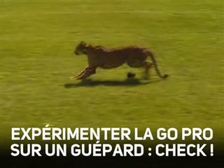 Un guépard pris en flagrant délit d'excès de vitesse