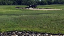 Golf sahasında ortaya çıkan dev timsah şaşırttı!