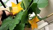 29/06/16. Pollinisation manuelle au pinceau de mes fleurs de courgette. Culture sur balcon/Jardin.