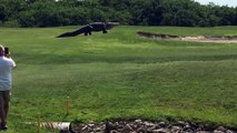Jacaré gigante surpreende golfistas na Flórida