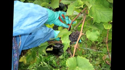 Claude, ouvrier en viticulture, nous présente son métier et son engagement syndical
