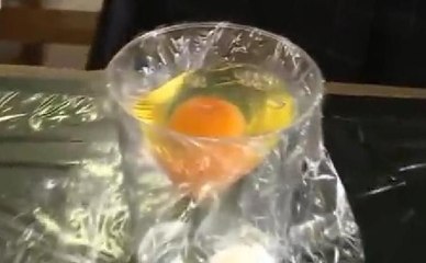 Kabuksuz yumurtadan civciv çıkardılar