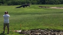 Giant Gator Walks Across Florida Golf Course