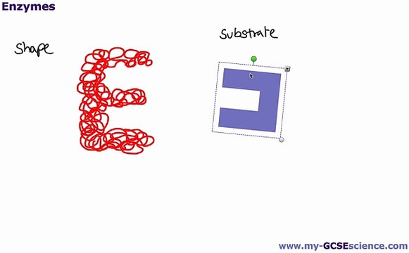 9. [B2b] Proteins & Enzymes