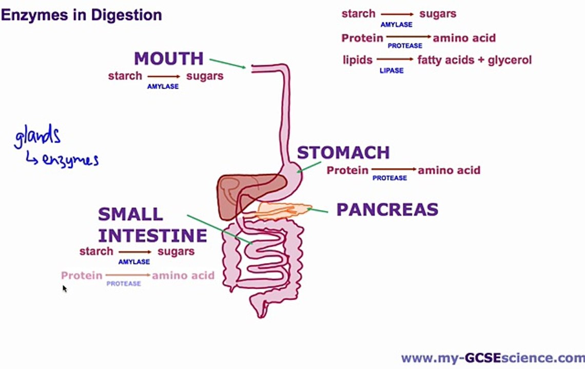 10. [B2b] Enzymes in Digestion