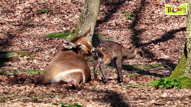 Naissance d'un bébé Cobe à Croissant au Parc Zoologique de Thoiry