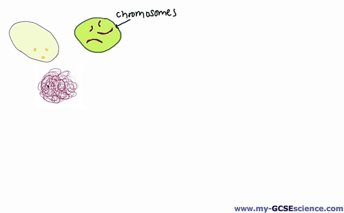 15. [B2b] Mitosis & Cell Division