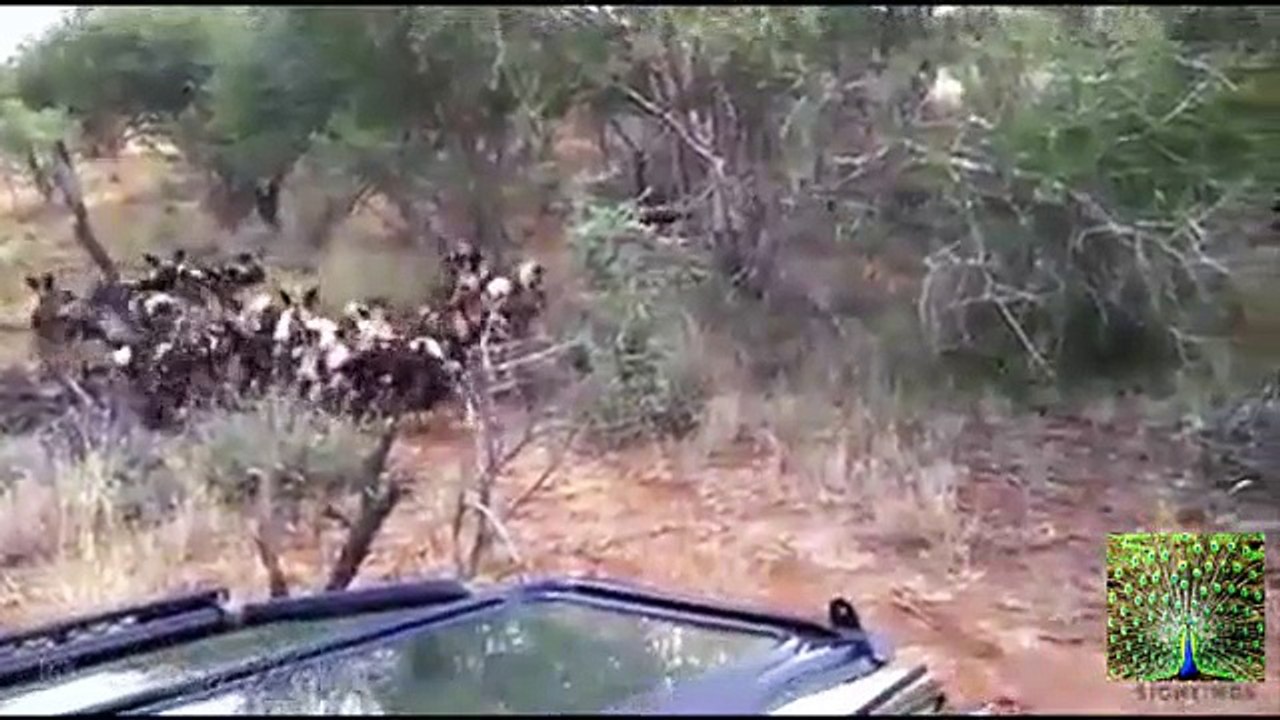 Wild Dogs Killing Wildebeest - Latest Wildlife Sightings - Video Youtube