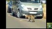 Serval Attacking A Puff Adder - Latest Sightings - Video Youtube