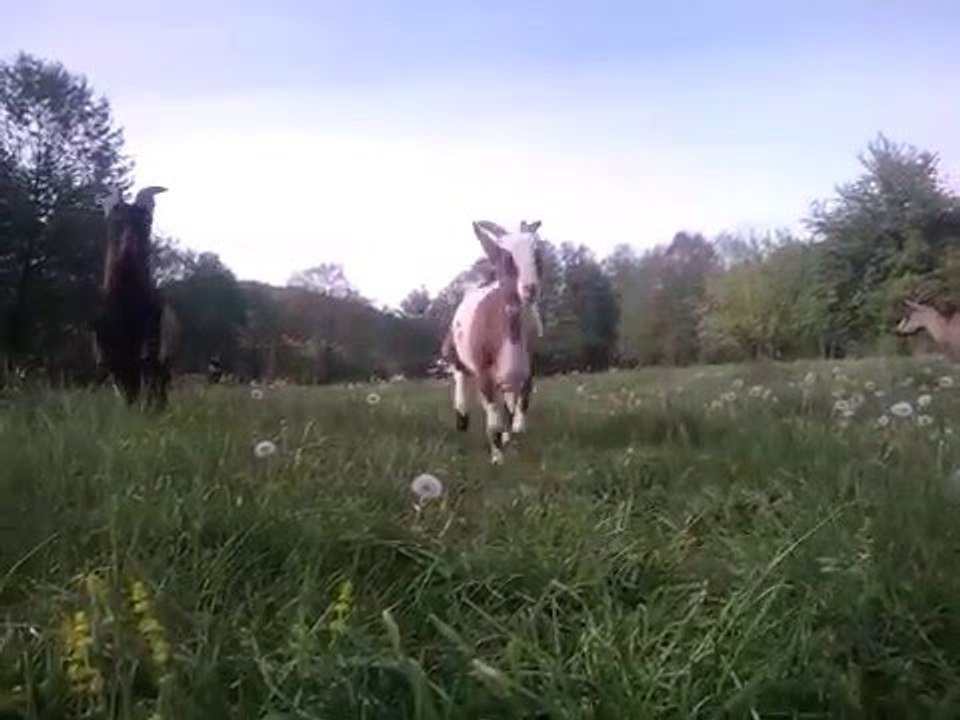 Alpine Goats Running in a Field