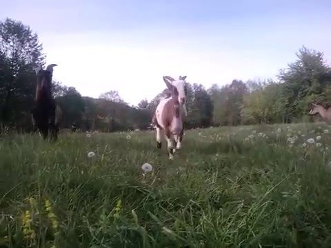 Alpine Goats Running in a Field