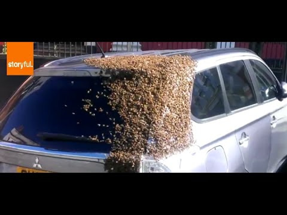 Hundreds of Bees Swarm Car in UK