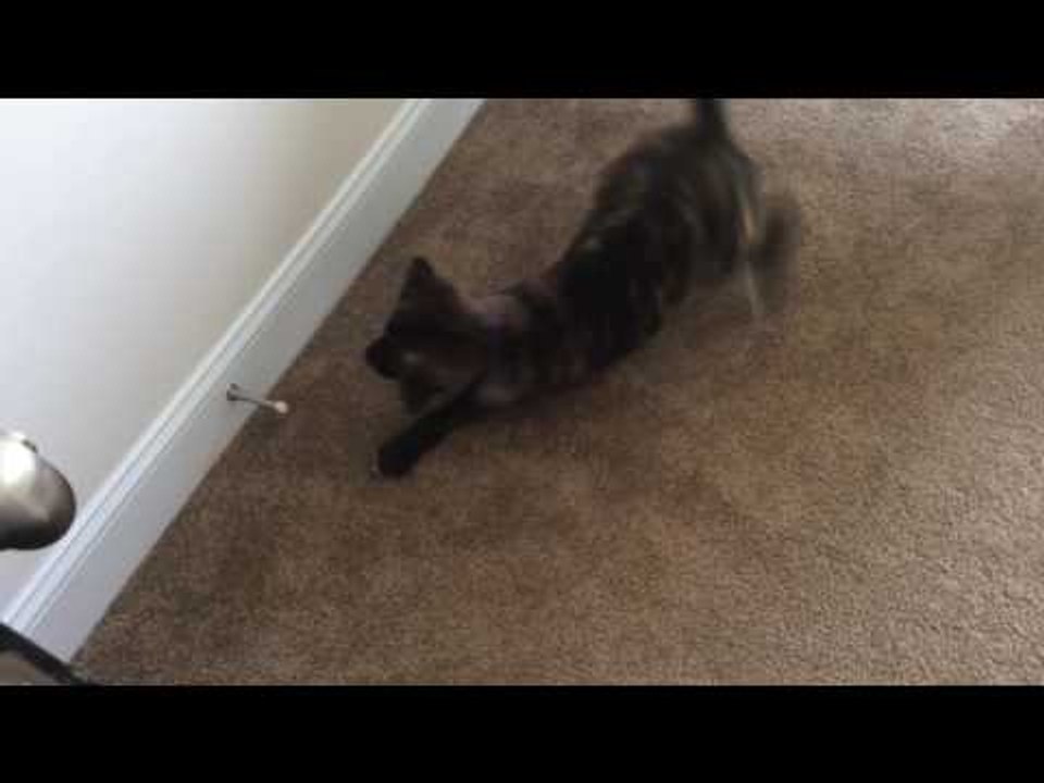 Cute Puppy Gets Very Angry With Moving Door Stopper