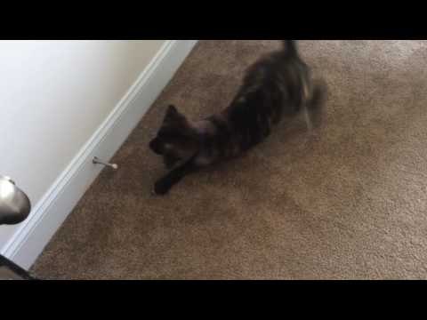 Cute Puppy Gets Very Angry With Moving Door Stopper