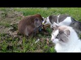 Punk Monkey Steals Her Brother's Beef Jerky