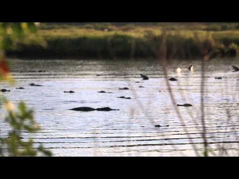 Sea of Alligators Bellow Out Mating Calls