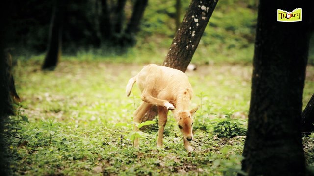 Naissance de 2 Bébés Oryx d'Arabie au Parc Zoologique de Thoiry