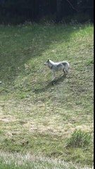 Un loup attaque une chèvre sur une route au Canada