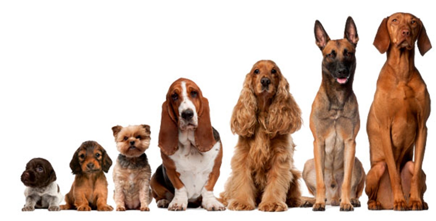 Chiens sur Mesure - ST (2016)