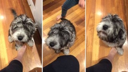 Sevimli Köpek Konuşmayı Söktü Sökecek