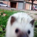 Killo The Hedgehog - Sus Mejores Vines Marzo 2016