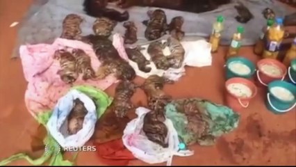 Graphic footage: Forty dead cubs found in freezer at 'Tiger Temple Thailand'