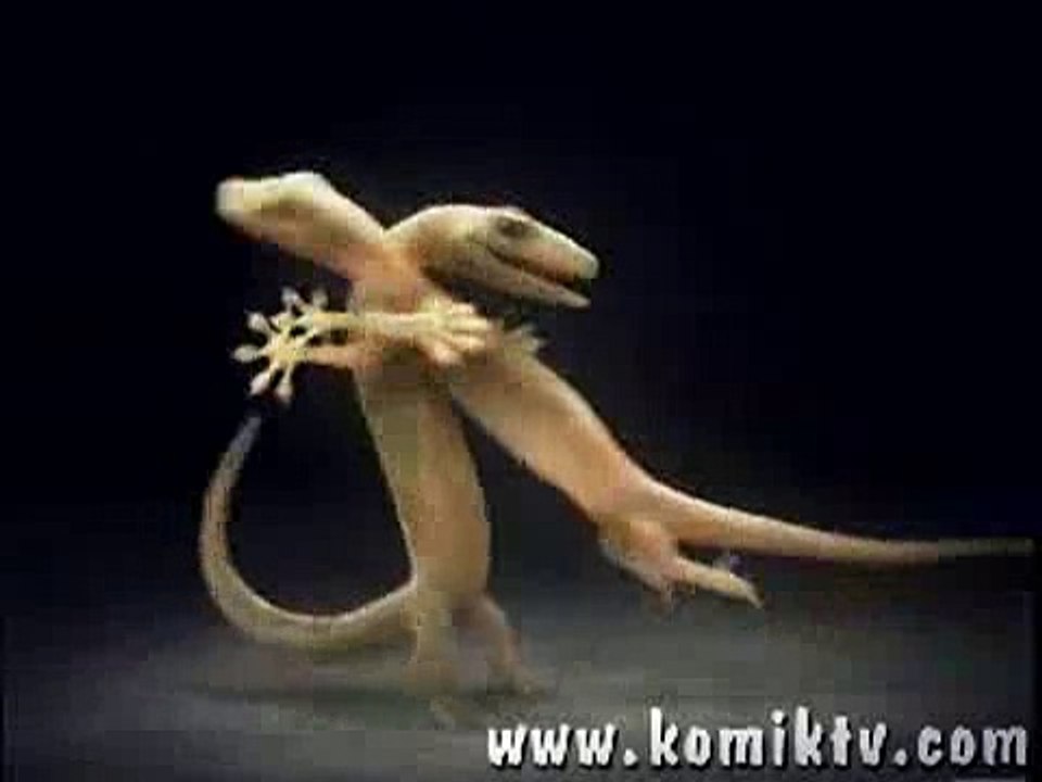 funny animal