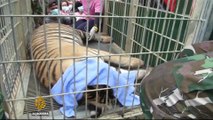 Thai police Shut down Tiger Temple in Bangkok