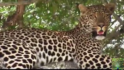 Just A Beautiful Leopard Sighting - Video Youtube