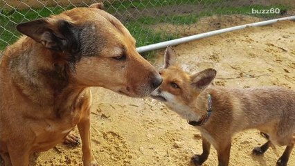 Orphaned Fox is Best Friends with New Dog Mom