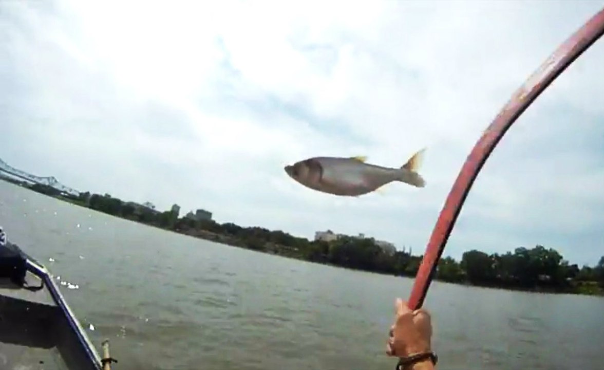 The Adventures Of Fishing For Asian Carp With A Boomerang