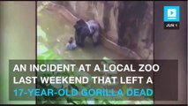 Police consider criminal charges after Cincinnati Zoo gorilla’s death