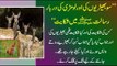 A Wolf and deer, a lizard and doe’s obedience to Holy Prophet by Maulana Tariq Jameel