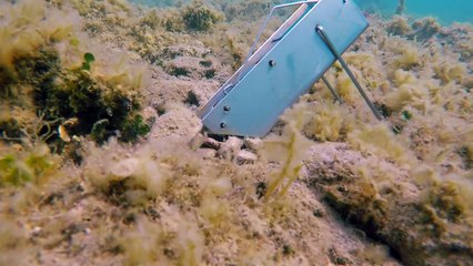 Catching a BOBBIT WORM