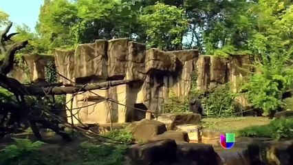 Continúan las críticas a los padres del niño que cayó en la jaula de un gorila