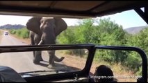 Terrifying moment Arnold Schwarzenegger charged by elephant