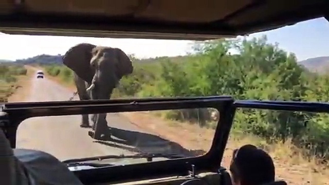 Arnold Schwarzenegger chased by an elephant in South Africa