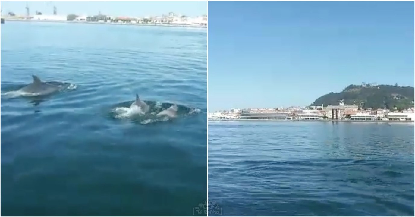Grupo de golfinhos filmado hoje no rio Lima em Viana do Castelo