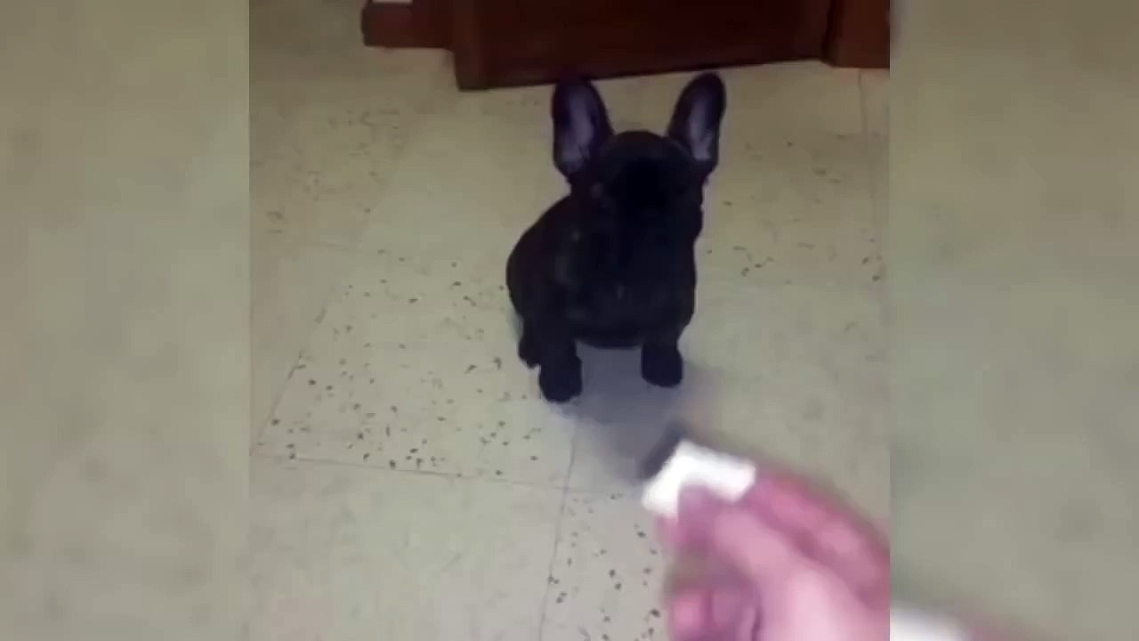 TRY NOT TO LAUGH Funny Animals Fails Compilation 2016