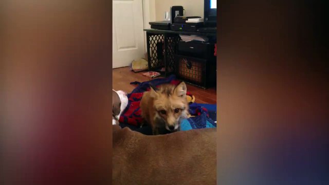 Un renard donne un massage a son ami le chien