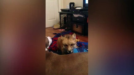 Un renard donne un massage a son ami le chien