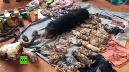 Así encontraron a 40 cachorros de tigre en el congelador de un templo en Tailandia