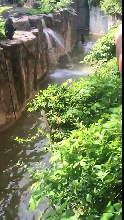 Cincinnati zoo kills gorilla to save boy who fell into enclosure [HD Original]