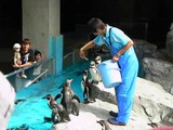 長崎ペンギン水族館　フンボルトペンギン-2009.06.20-5