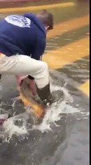 Sauvetage d'une carpe perdue en pleine ville pendant les inondation à Orléans