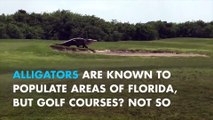 Huge alligator frightens golfers in Florida