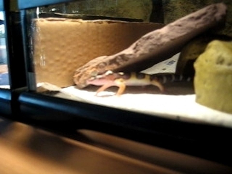 Leopardgecko 2