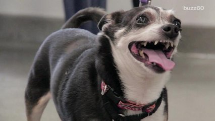 Restaurant Lets Patrons to Dine With Their Dogs