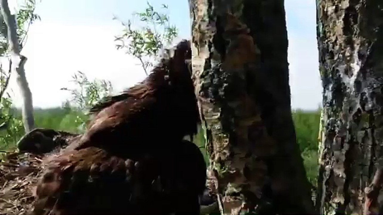 Kijk in de ogen van een jonge zee-arend - RTV Noord